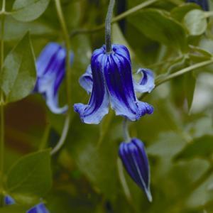  Clematis hybrida Rooguchi from Swift Greenhouses