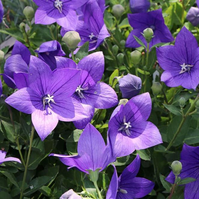 (Balloon Flower) Platycodon grandiflorus Astra Single Blue from Swift Greenhouses