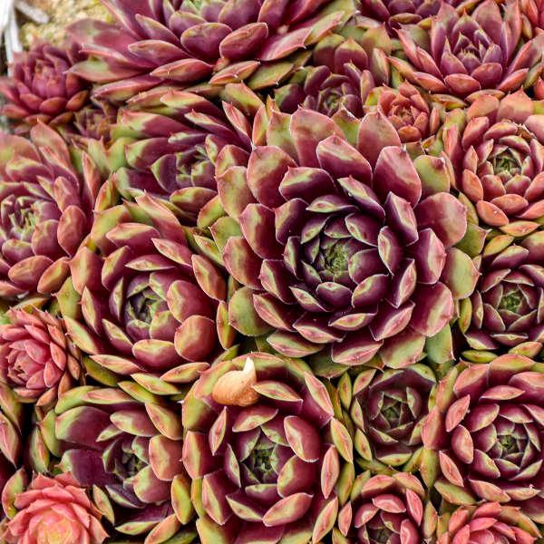 (Hens and Chicks) Sempervivum Ruby Heart from Swift Greenhouses