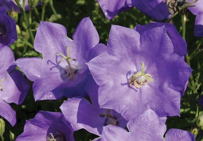 (Bellflower) Campanula carpatica Clips Blue from Swift Greenhouses