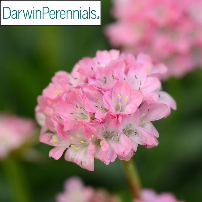 (Sea Pink) PP # 29,381 Armeria pseudarmeria Dreameria® Daydream from Swift Greenhouses