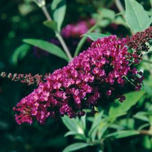 (Butterfly Bush) PP # 23,462 Buddleia davidii Buzz™ Velvet from Swift Greenhouses