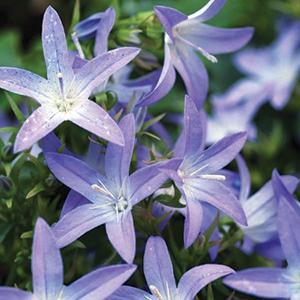 (Serbian Bellflower) Campanula poscharskyana Blue Waterfall from Swift Greenhouses