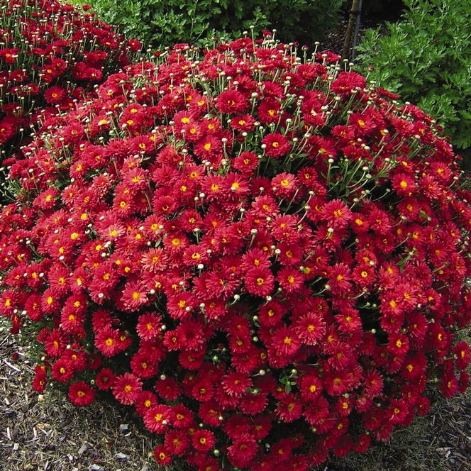 (Garden Mum) Chrysanthemum morifolium Mammoth™ Red Daisy from Swift Greenhouses