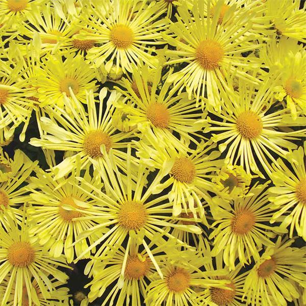 (Garden Mum) Chrysanthemum morifolium Mammoth™ Yellow Quill from Swift Greenhouses