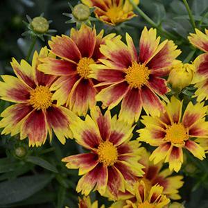 (Tickseed) PP # 27,857 Coreopsis hybrida Li'l Bang Enchanted Eve from Swift Greenhouses