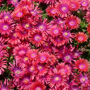 (Ice Plant) Delosperma Granita® Raspberry from Swift Greenhouses