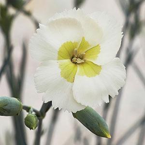 (Hybrid Pinks) PP # 29,834 Dianthus hybrida American Pie® Key Lime Pie from Swift Greenhouses