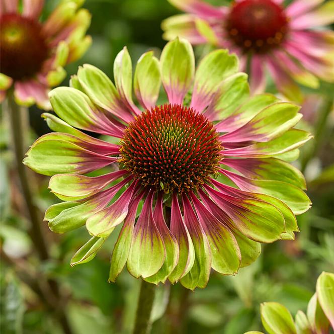 (Coneflower) Echinacea purpurea Green Twister from Swift Greenhouses