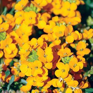 Wallflower Erysimum Hybrid Glow Orange from Swift Greenhouses