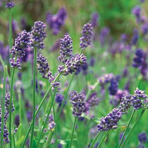 (English Lavender) Lavandula x intermedia Provence from Swift Greenhouses