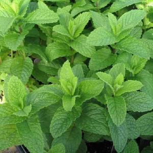 Mentha spicata Herb Perennial - Mint Kentucky Colonel from Swift Greenhouses