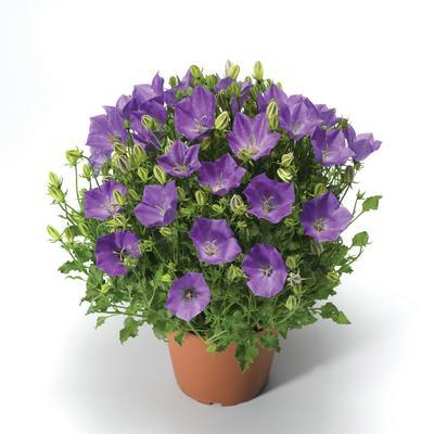 Bellflower Campanula Carpatica Pristar Deep Blue from ...