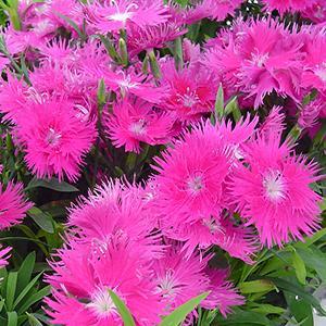 (Hybrid Pinks) Dianthus interspecific Supra Purple from Swift Greenhouses