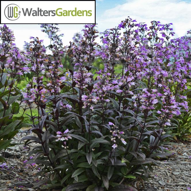 (Beardtongue) PP # 30,052 Penstemon digitalis Blackbeard from Swift Greenhouses