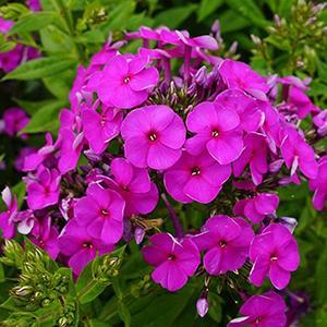 Garden Phlox Phlox Paniculata KaPow Purple from Swift Greenhouses