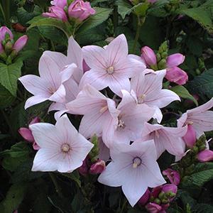 (Balloon Flower) Platycodon grandiflorus Astra Single Pink from Swift Greenhouses