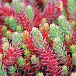 (Stonecrop) Sedum ochroleucum Red Wiggle from Swift Greenhouses