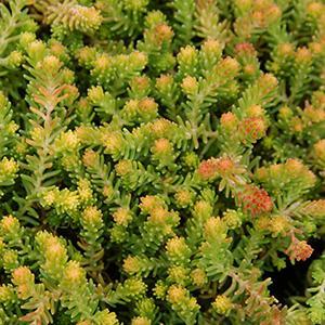 (Stonecrop) Sedum sexangulare Golddigger from Swift Greenhouses