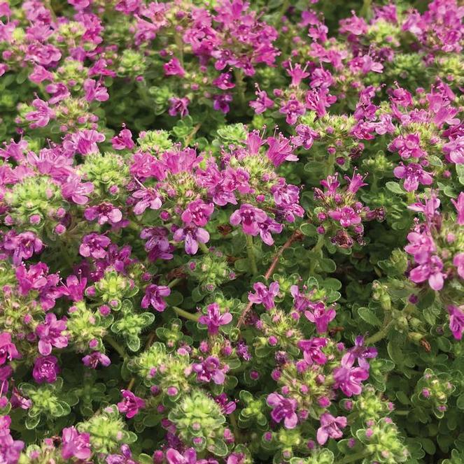 (Wild/Creeping Thyme) Thymus serphyllum Pink Chintz from Swift Greenhouses