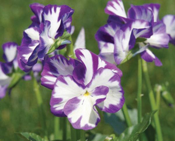 (Violet) Viola pubescens Rebecca Cawthorne from Swift Greenhouses