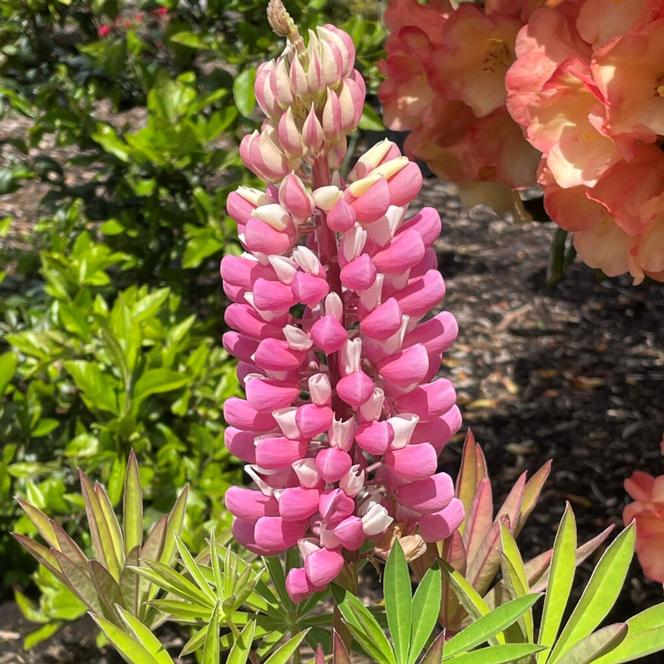 (Lupine) Lupinus polyphyllus Gallery Pink Bicolor from Swift Greenhouses