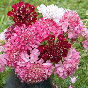 (Pincushion Flower) Scabiosa atropurpurea Summer Fruits from Swift Greenhouses