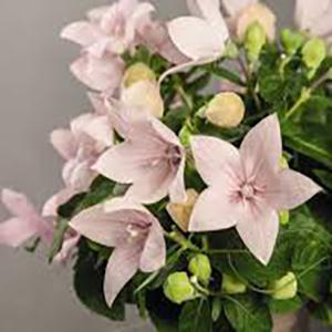 (Balloon Flower) Platycodon grandiflorus Popstar Pink from Swift Greenhouses