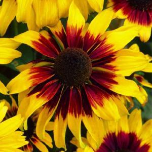 (Black Eyed Susan) Rudbeckia hirta Kelvedon Star from Swift Greenhouses