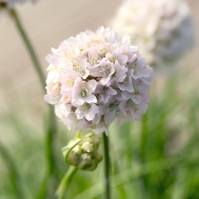 (Sea Pink) Armeria maritima Morning Star White from Swift Greenhouses