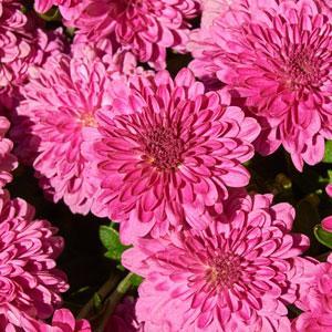 (Garden Mum) PP # 29,862 Chrysanthemum dendranthema Igloo Ice Pink from ...