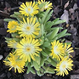 (Ice Plant) PP # 31,543 Delosperma Mountain Dew from Swift Greenhouses