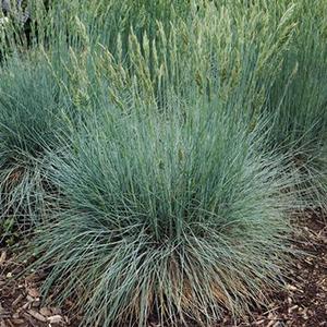 Festuca ovina glauca PP#27,651 Grass Perennial Fescue Cool As Ice from Swift Greenhouses