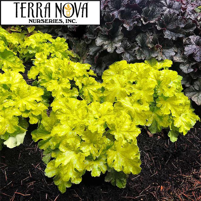 (Coral Bells) PP # 30,843 Heuchera hybrida Lemon Supreme from Swift Greenhouses