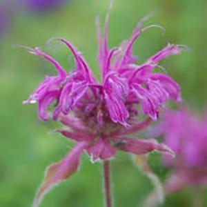 (Bee Balm) PP # 29,982 Monarda hybrida Mojo from Swift Greenhouses