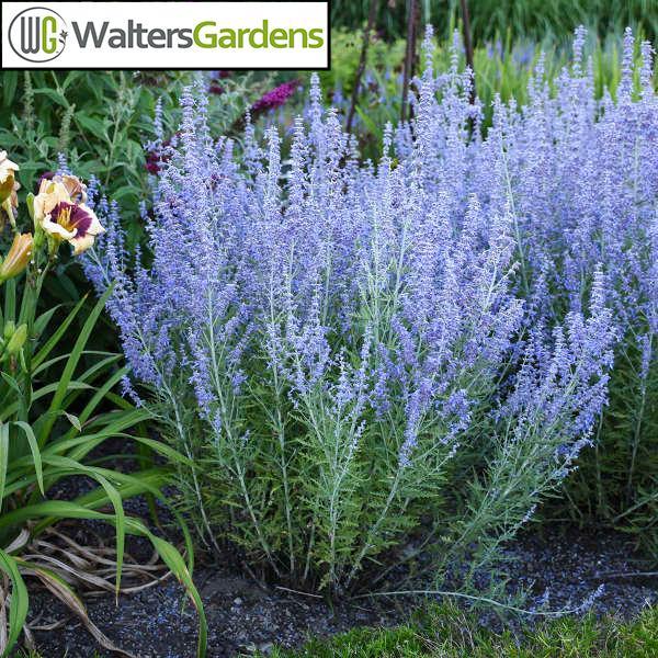 (Russian Sage) PP # 29,281 Perovskia atriplicifolia Blue Jean Baby from Swift Greenhouses