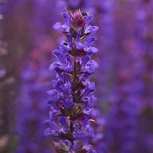 (Meadow Sage) Salvia nemorosa Salvatore Blue from Swift Greenhouses