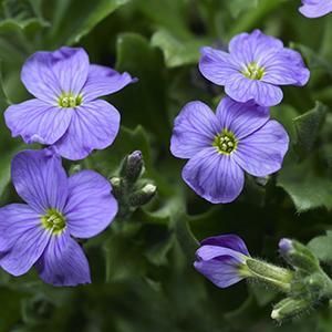 (Rock Cress) Aubrieta hybrida Audrey Sky Blue from Swift Greenhouses