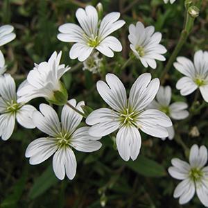 (Snow in Summer) Cerastium tomentosum var. columnae Celine from Swift Greenhouses