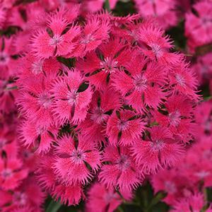 (Sweet William) Dianthus barbatus Rockin'™ Rose from Swift Greenhouses