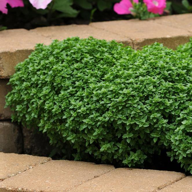 Ocimum basilicum Herb Annual - Basil Boxwood from Swift Greenhouses