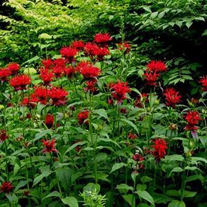 (Bee Balm) Monarda didyma Panorama Red Shades from Swift Greenhouses