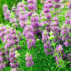 (Bee Balm) Monarda citriodora Lemon Mint from Swift Greenhouses