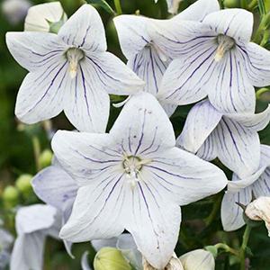 (Balloon Flower) Platycodon grandiflorus Fairy Snow from Swift Greenhouses