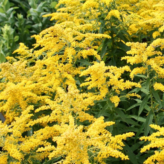 (Goldenrod) Solidago canadensis Little Miss Sunshine from Swift Greenhouses