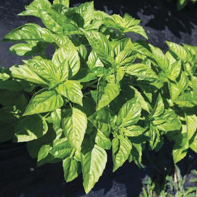 Ocimum basilicum Herb Annual - Basil Rutgers Passion from Swift Greenhouses