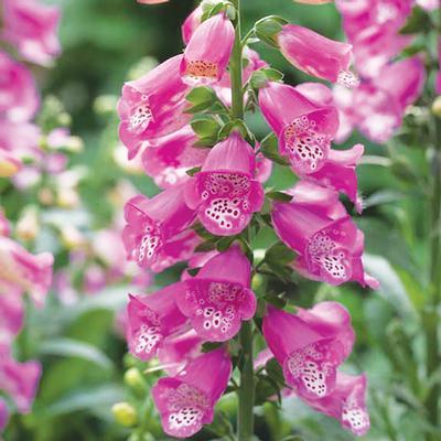 (Foxglove) Digitalis hybrida Pink Panther® from Swift Greenhouses