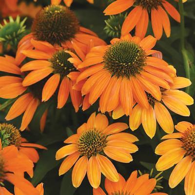 (Coneflower) Echinacea hybrid Artisan™ Soft Orange from Swift Greenhouses