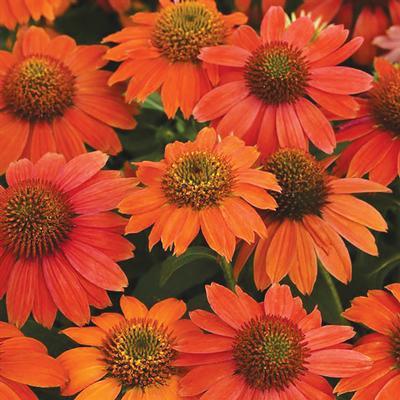 (Coneflower) Echinacea hybrid Artisan™ Red Ombre from Swift Greenhouses