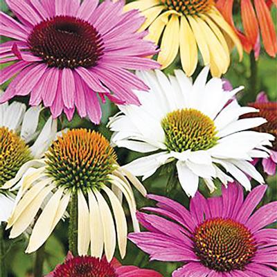 (Coneflower) Echinacea hybrid Paradiso Dwarf Mix from Swift Greenhouses